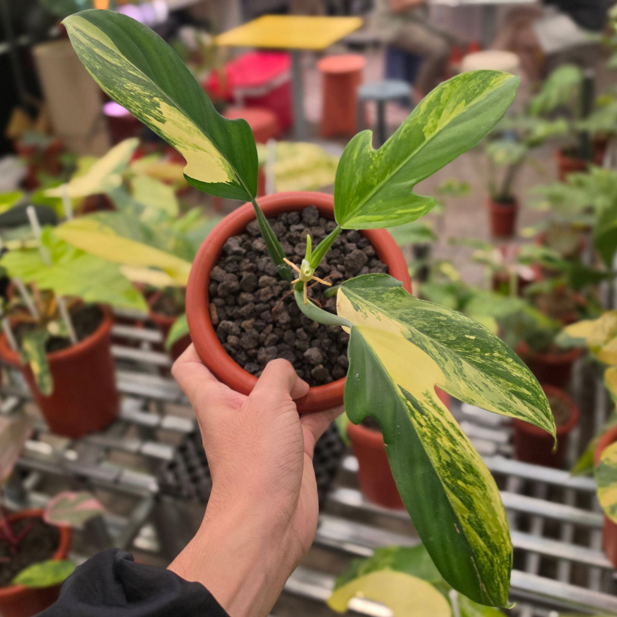 Philodendron panduriforme variegated