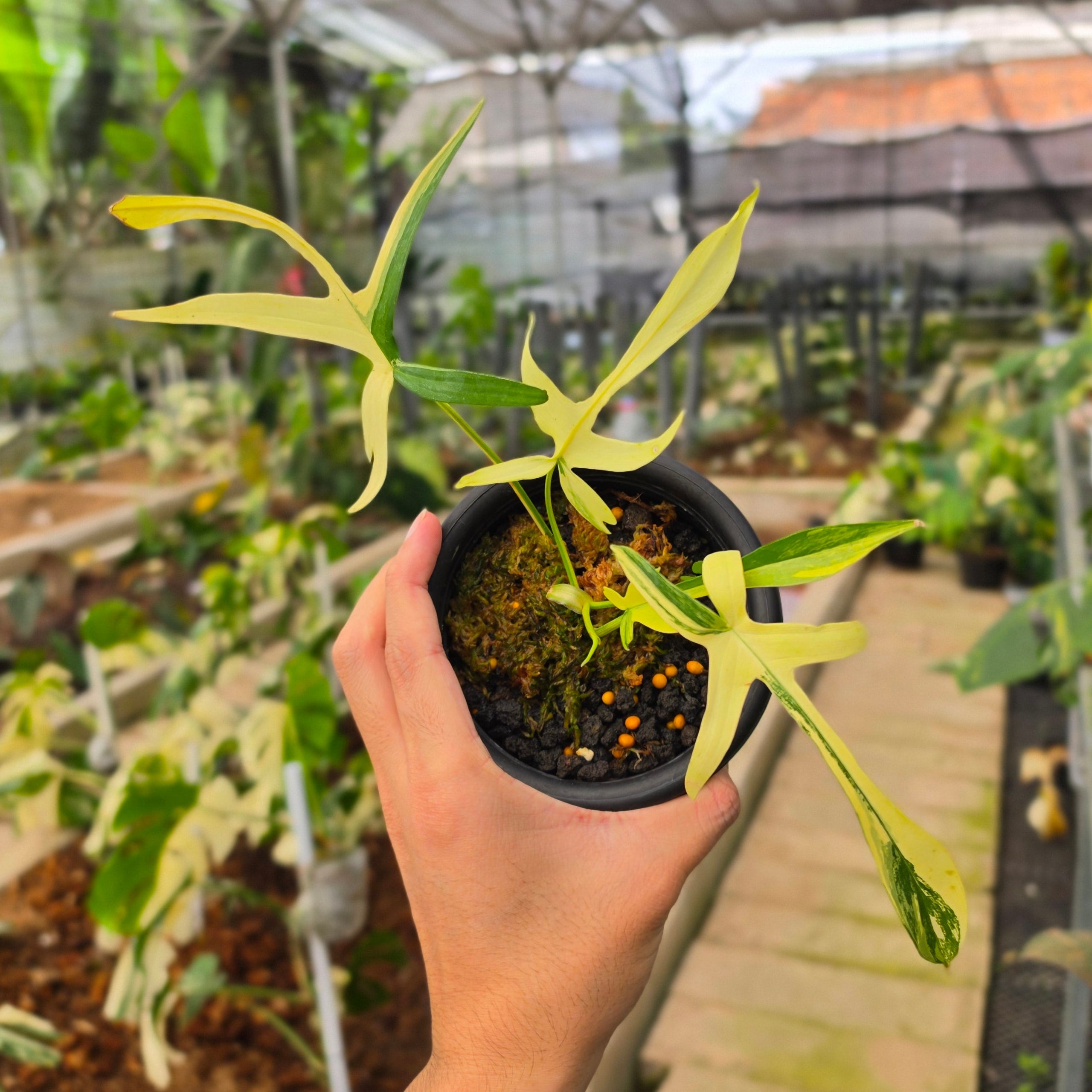 Philodendron Florida Beauty x Polypodioides Variegated