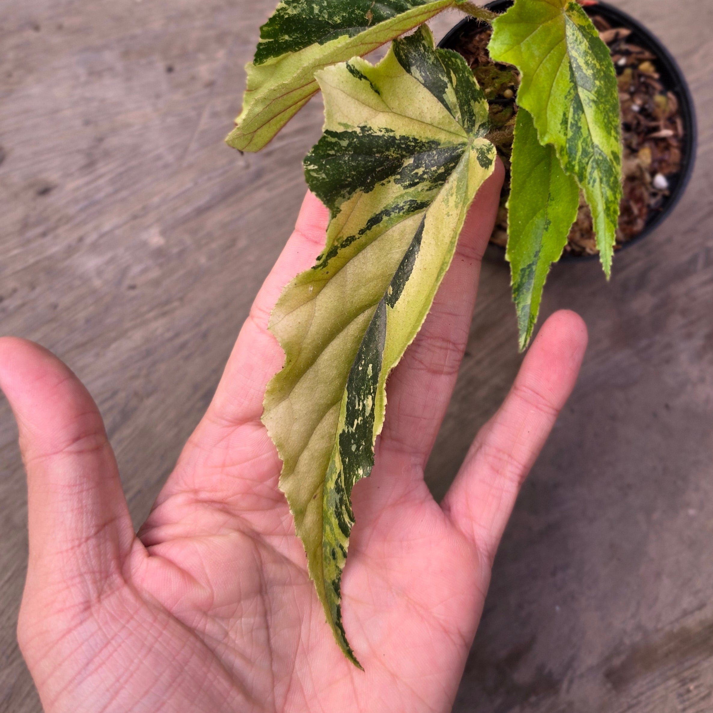 Begonia ginny galaxy variegated