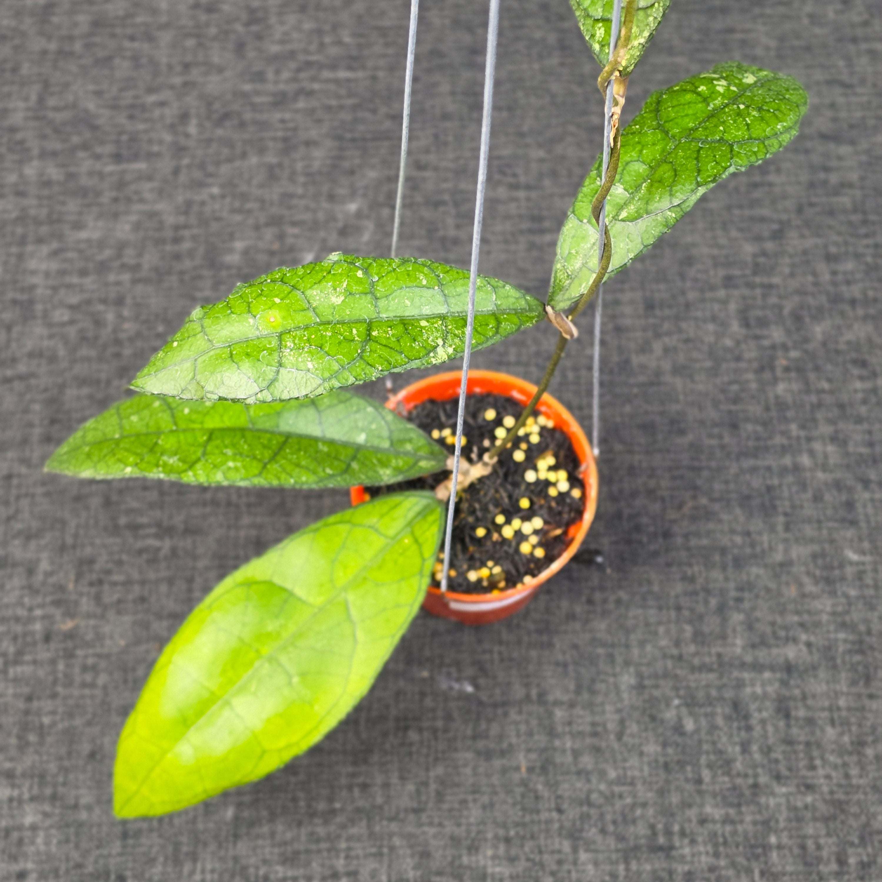 Hoya clemensiorum purba
