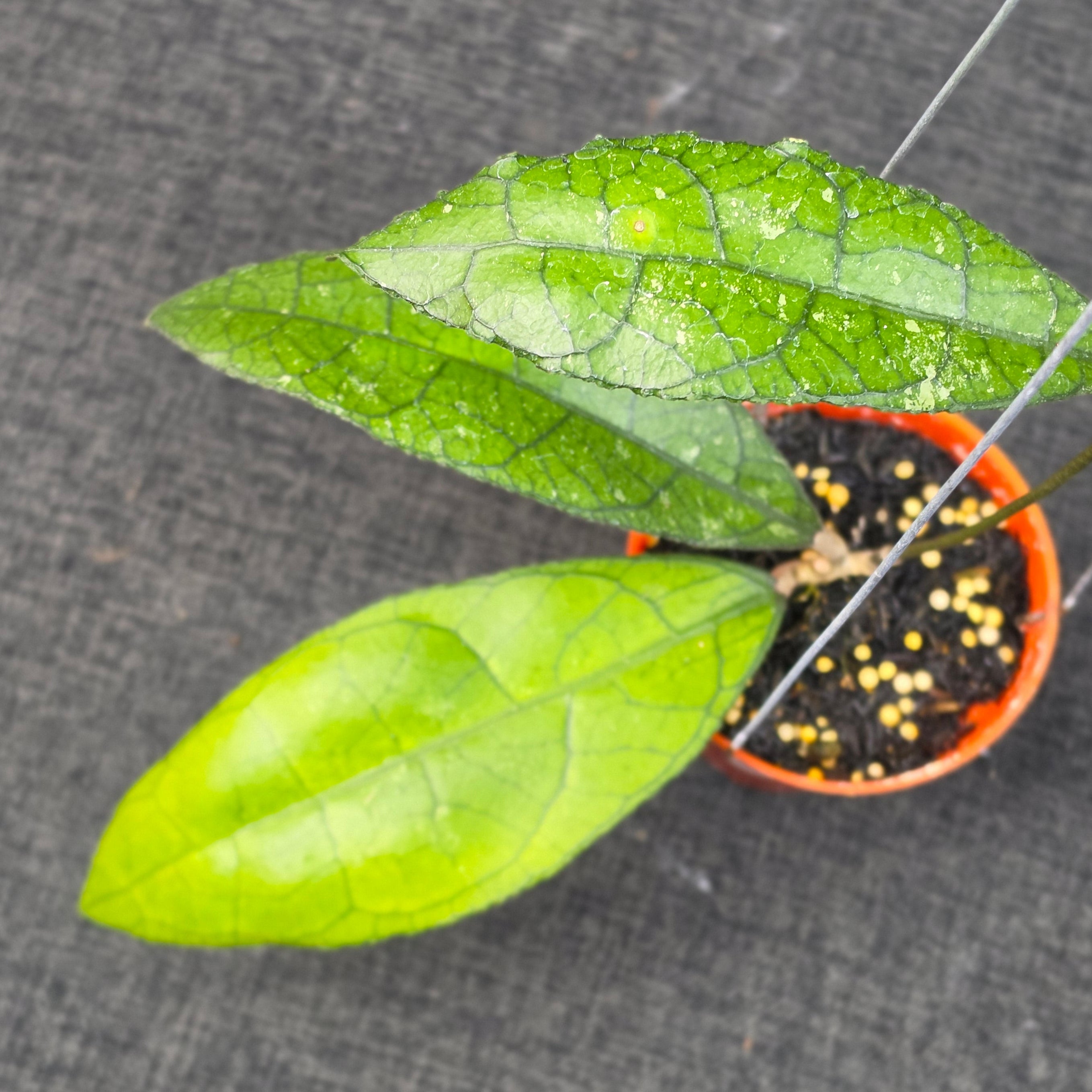 Hoya clemensiorum purba