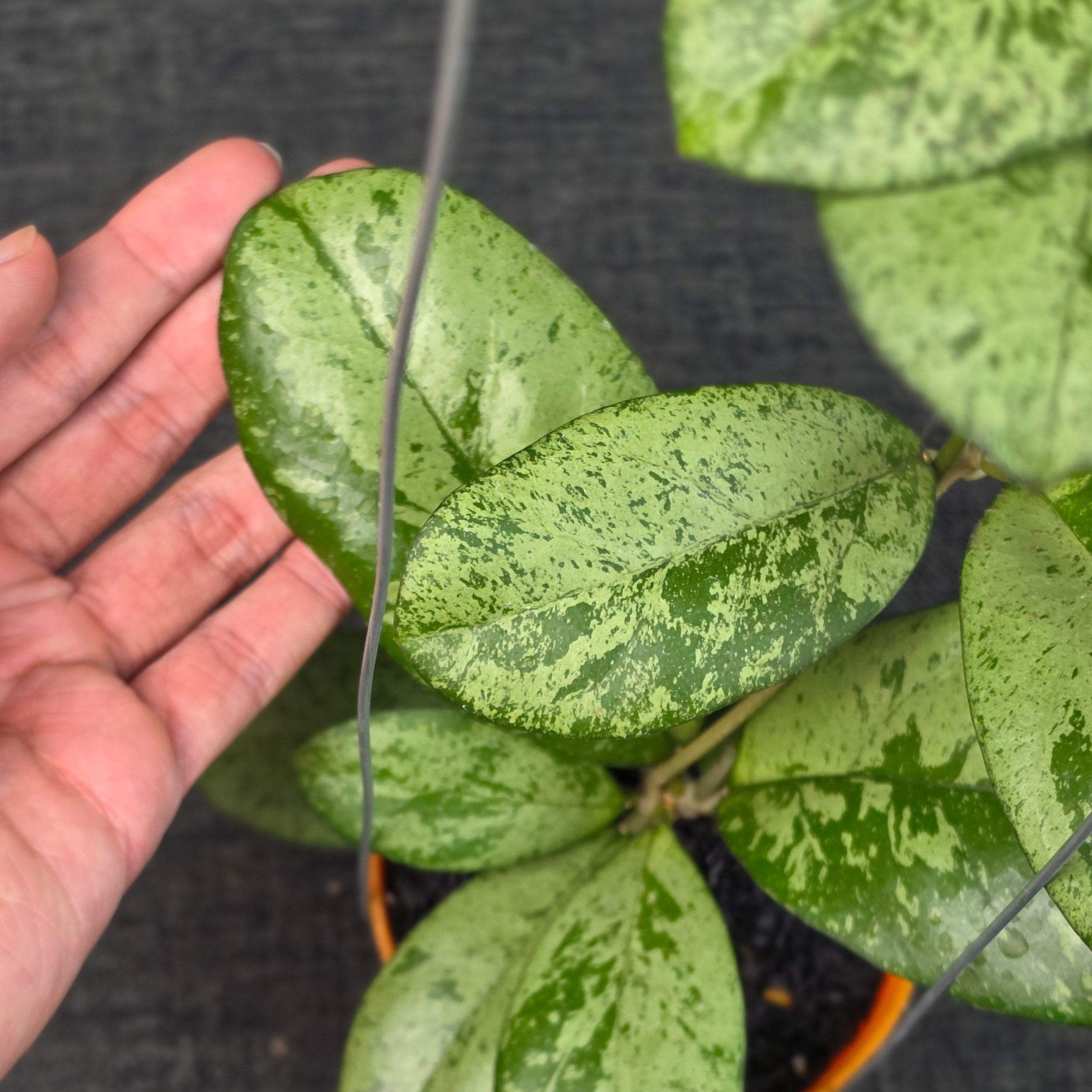 Hoya meena 'Silver'