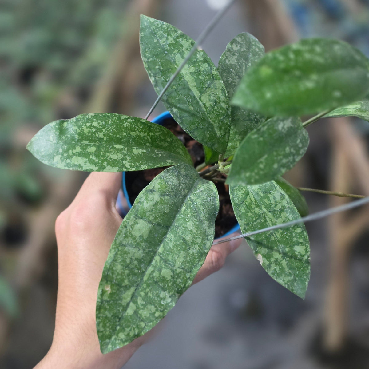 Hoya callistophylla x elliptica (Callistopica)