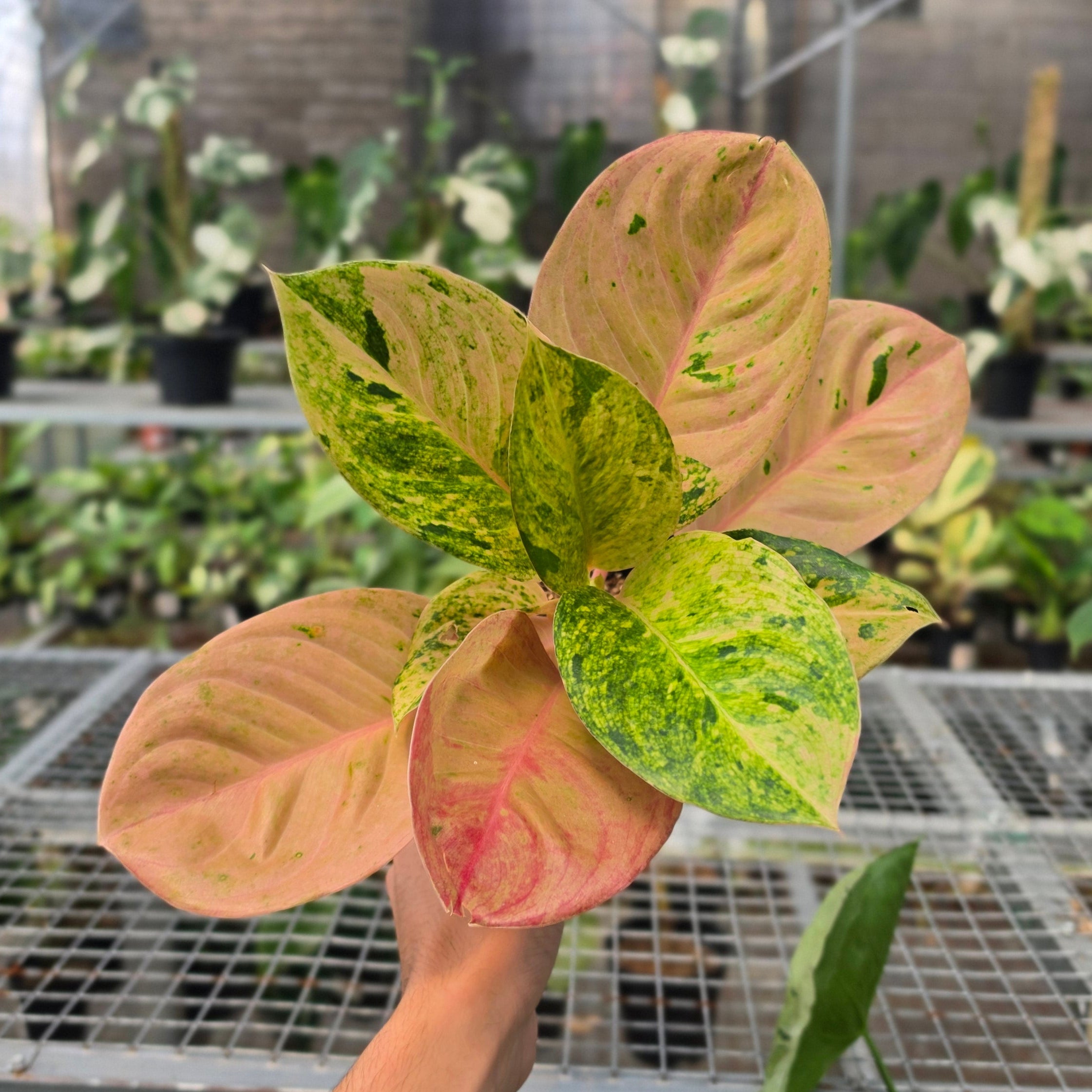 RP Aglaonema Emerald - AM15-08
