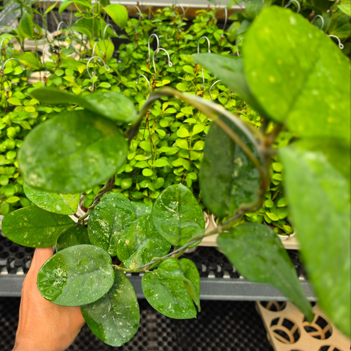 Hoya bonii 'Round Leaf'