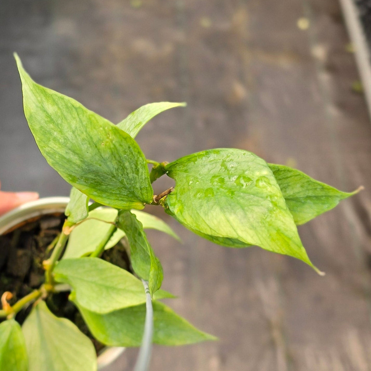 Hoya polyneura ‘Variegated Silver’