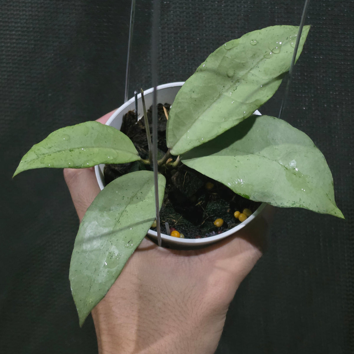 Hoya 'Emperor Silver' (aff clemensiorum)