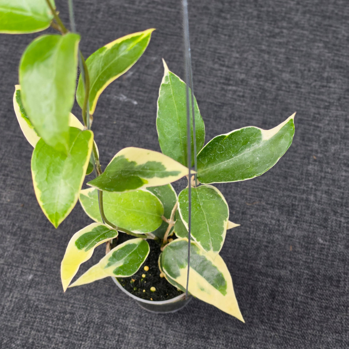Hoya panglayensis 'Albomarginata'