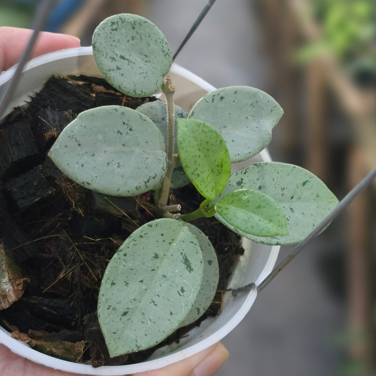 Hoya mathilde green spot