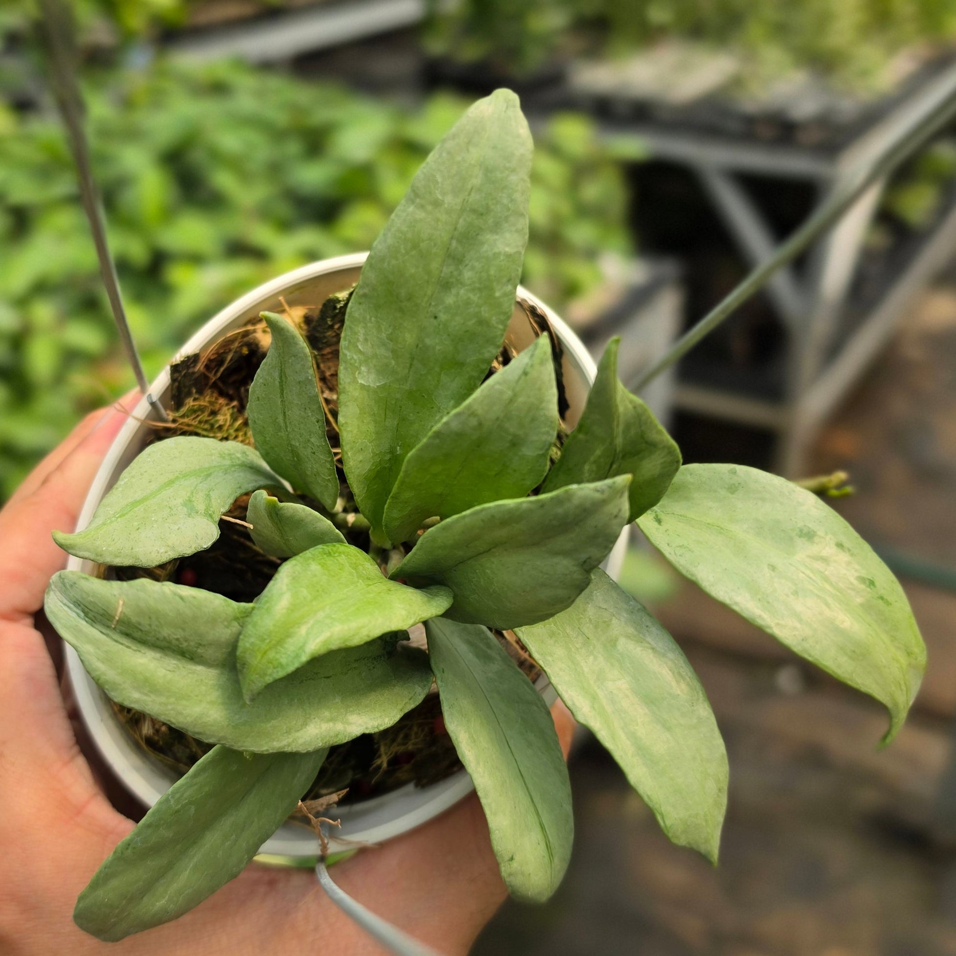 Hoya lacunosa ‘Curly’
