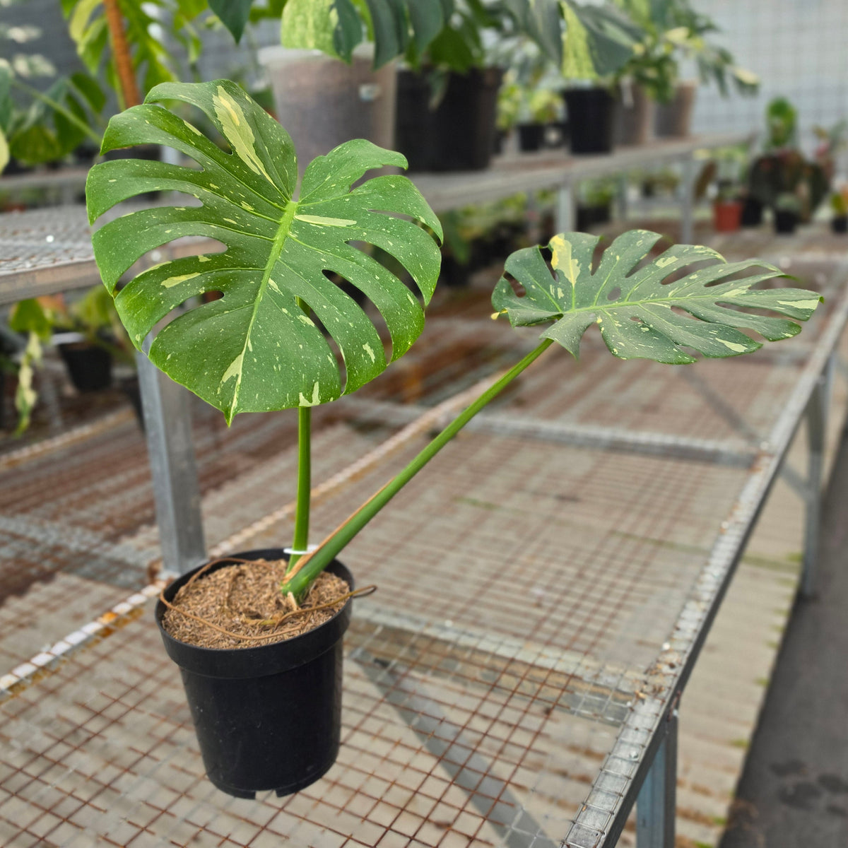 Monstera thai constellation - AM29-09