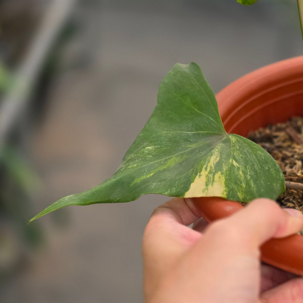 Anthurium pterodactyl variegated (mature size) - AM17-09