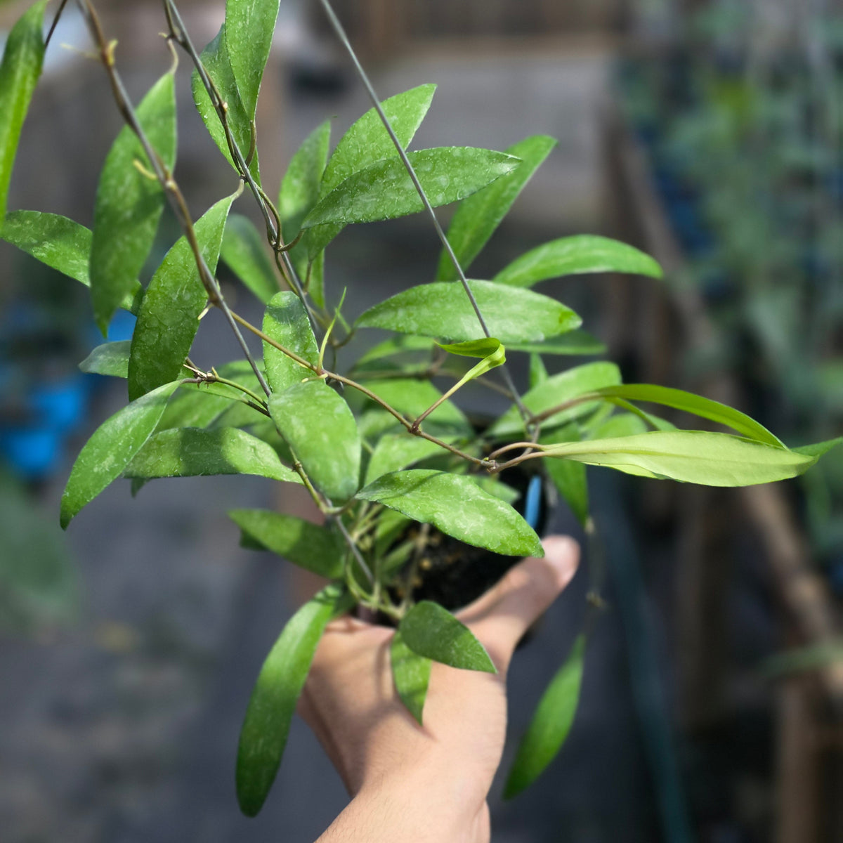 Hoya nima