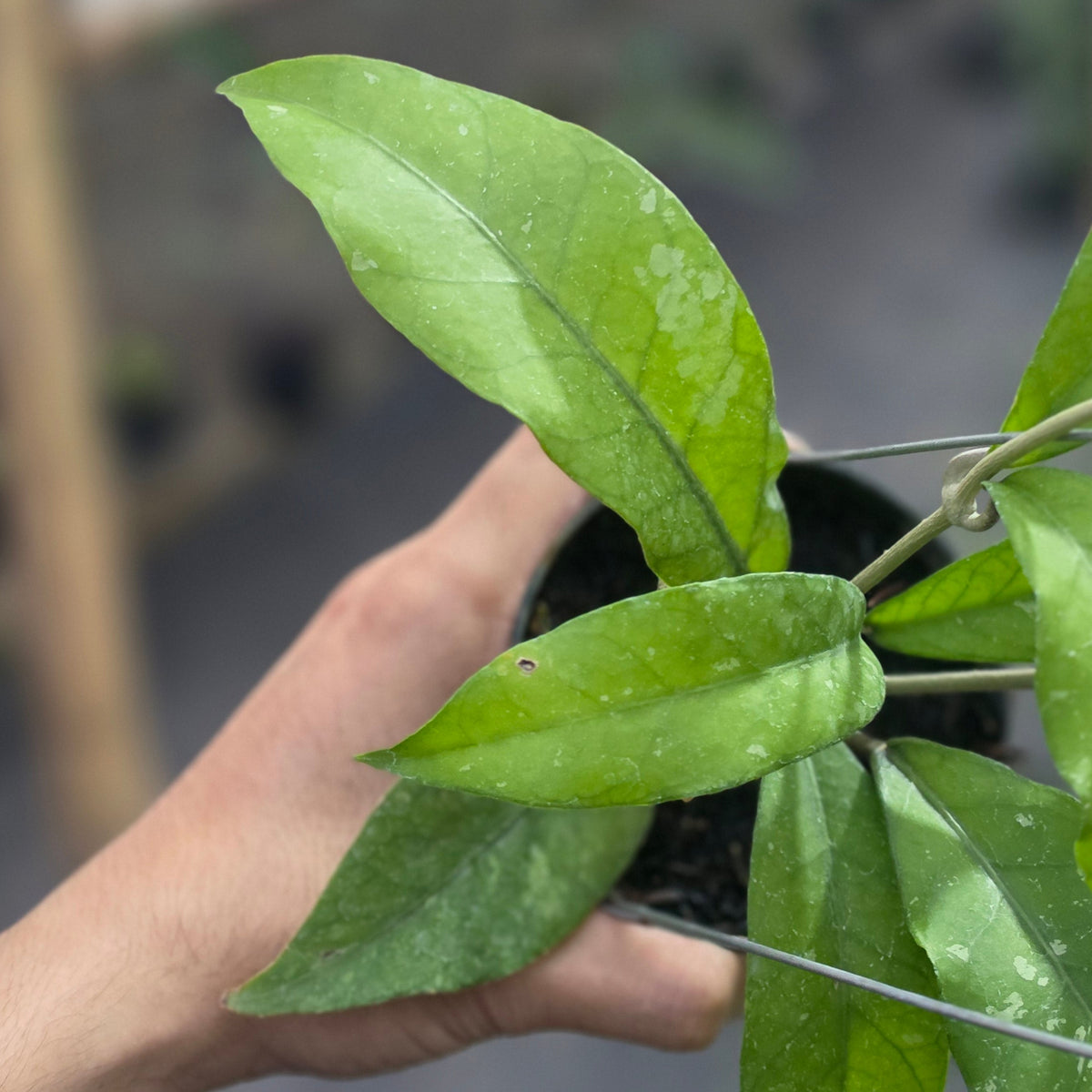 Hoya sp aceh 'unicorn'