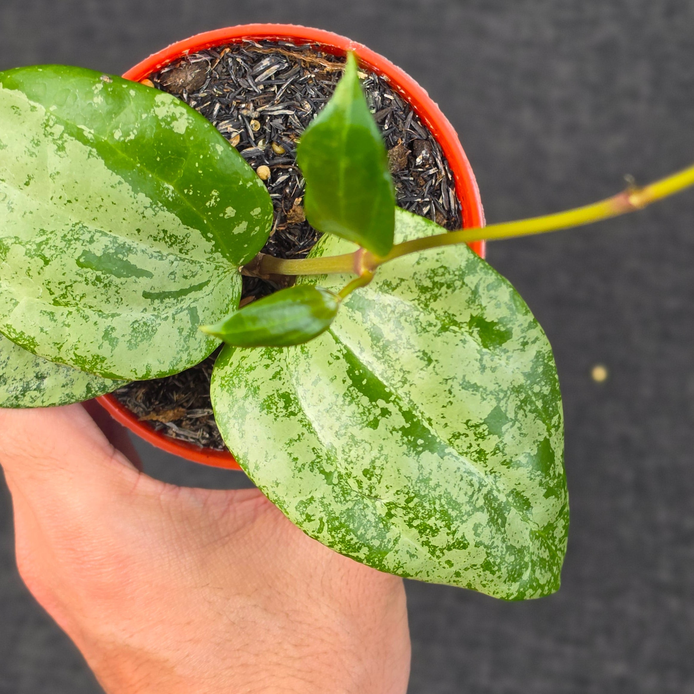 Hoya latifolia 'MRH'