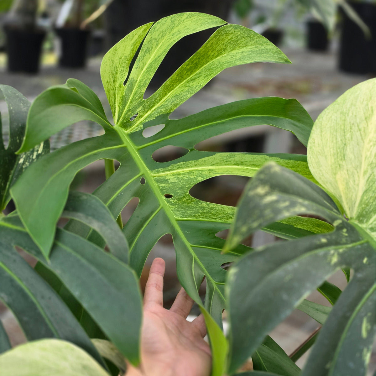 Monstera jungle mint noid (mature size) - AM06-09