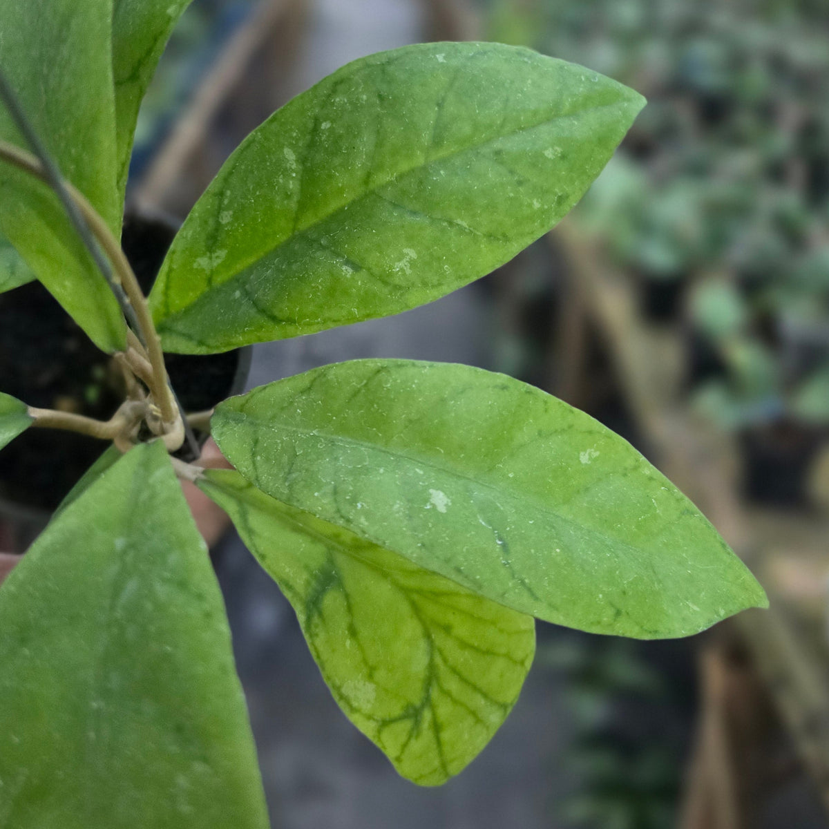Hoya callistophylla golden sp sekadau