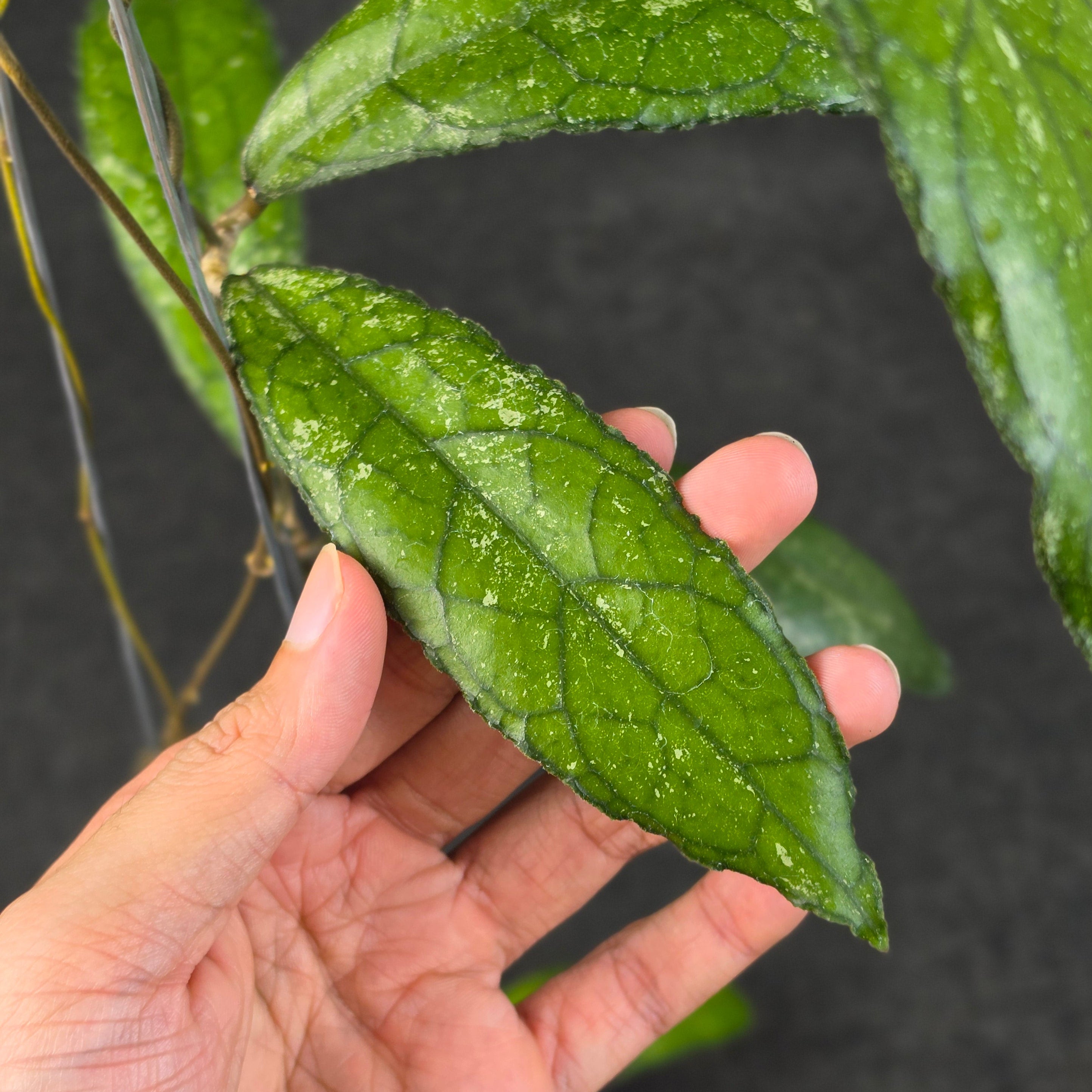 Hoya clemensiorum 'MDF-02'