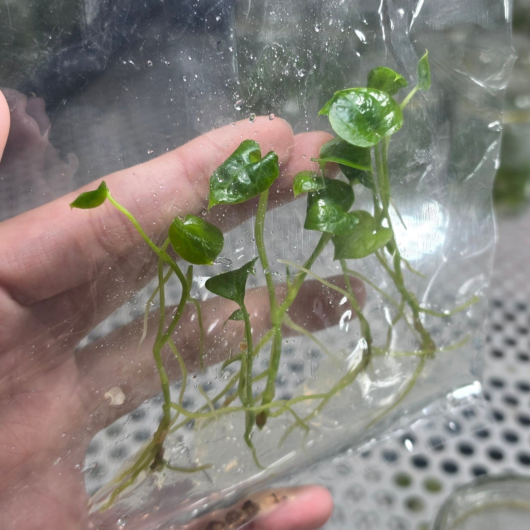 Anthurium papillilaminum red devil - Tissue culture