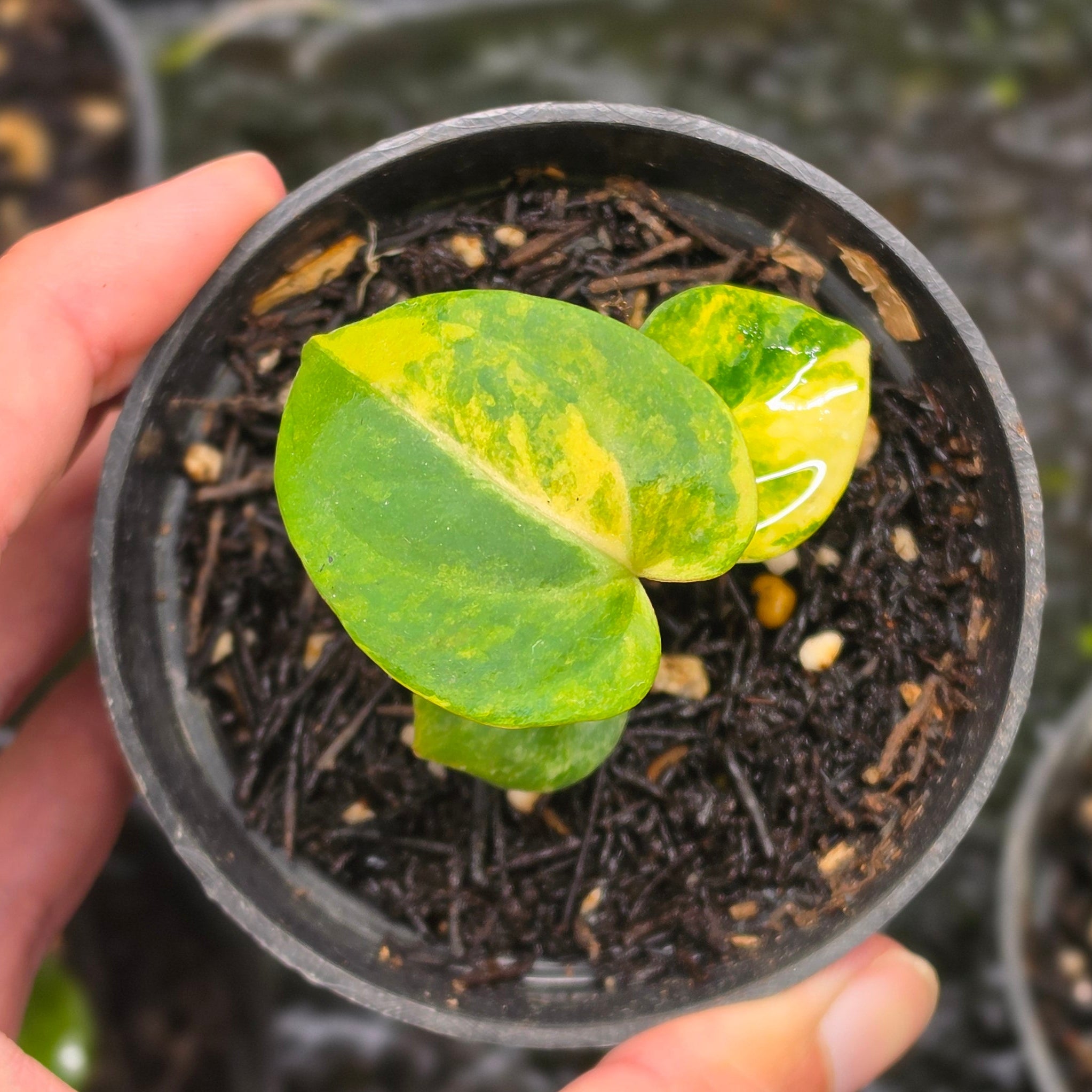 Anthurium gegatron domino x kos porti - seedling