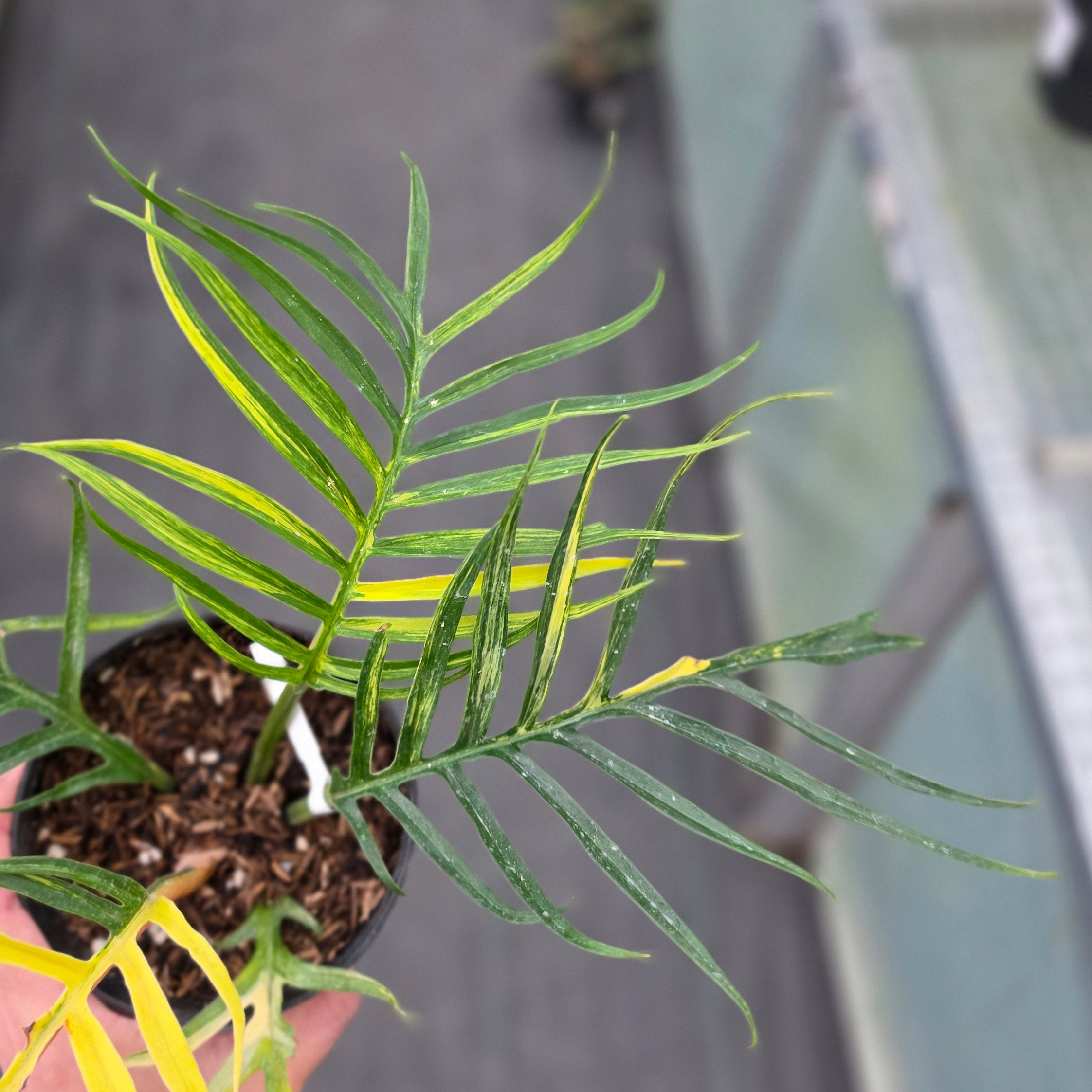 Philodendron tortum variegated