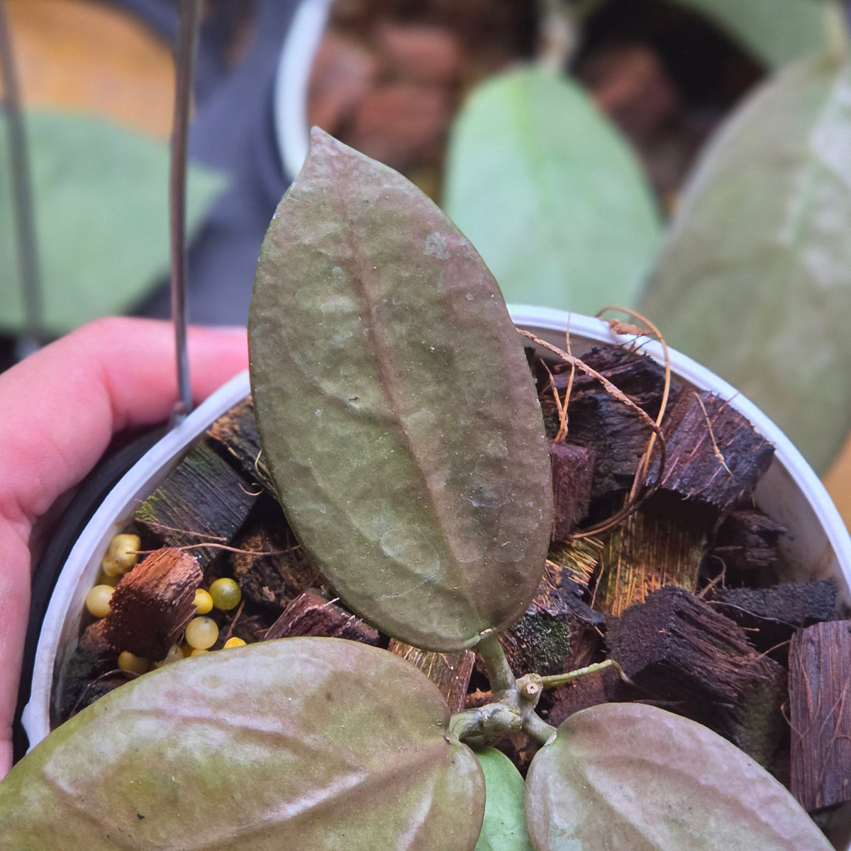 Hoya moon blush