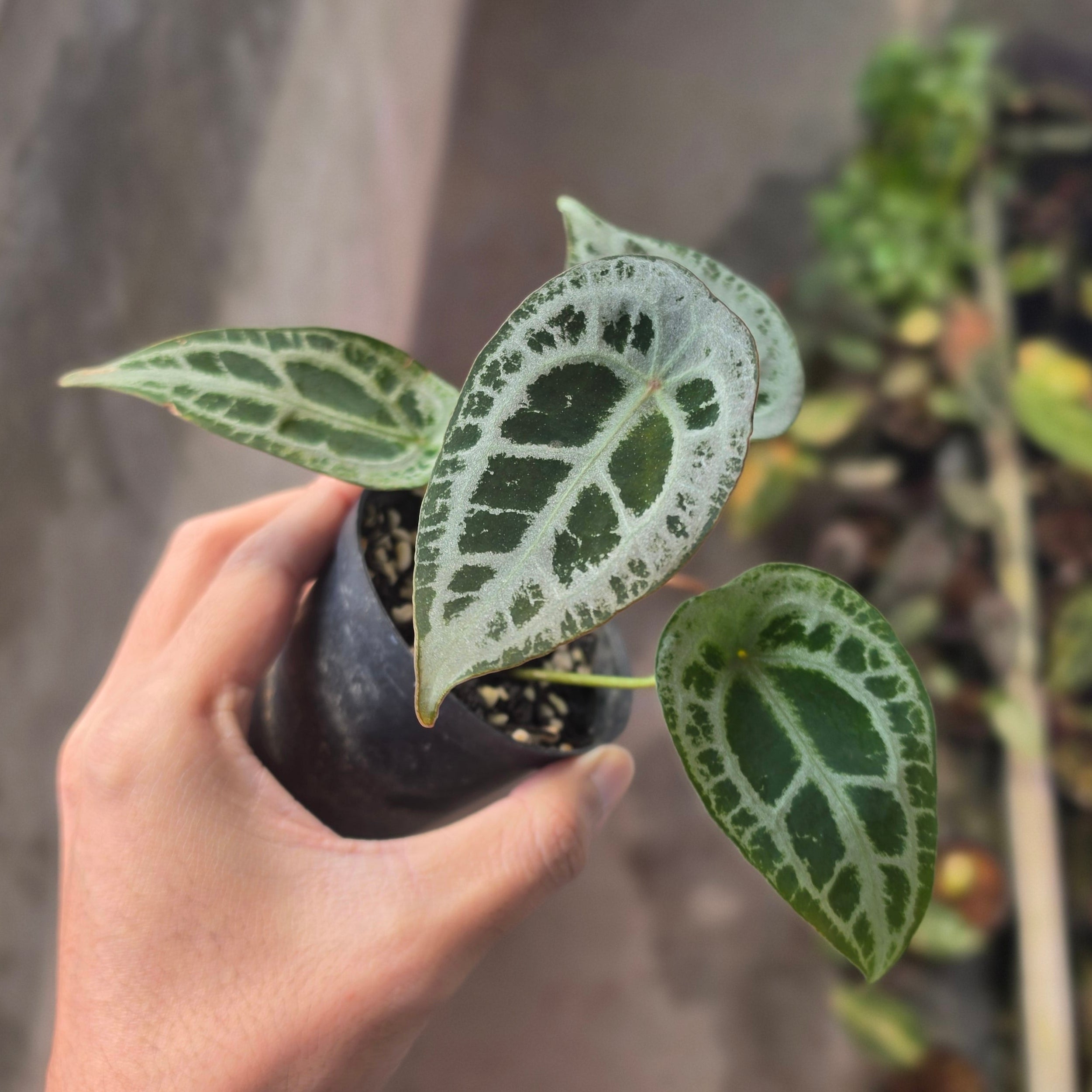 Anthurium red diamond shield