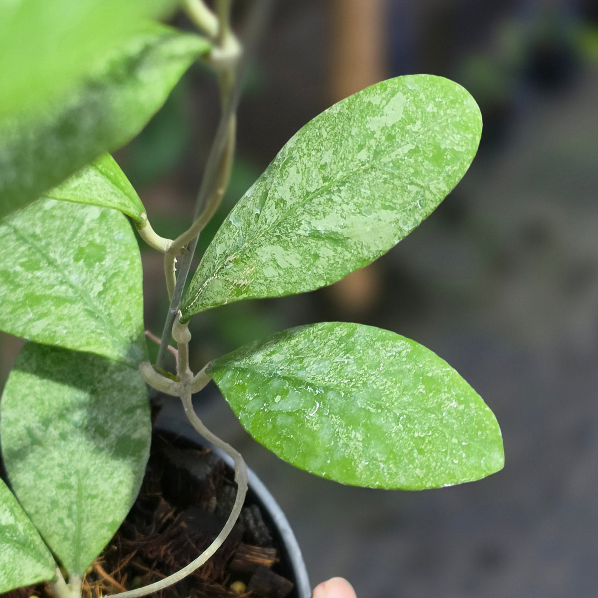 Hoya rintzii 'Silver Ant'
