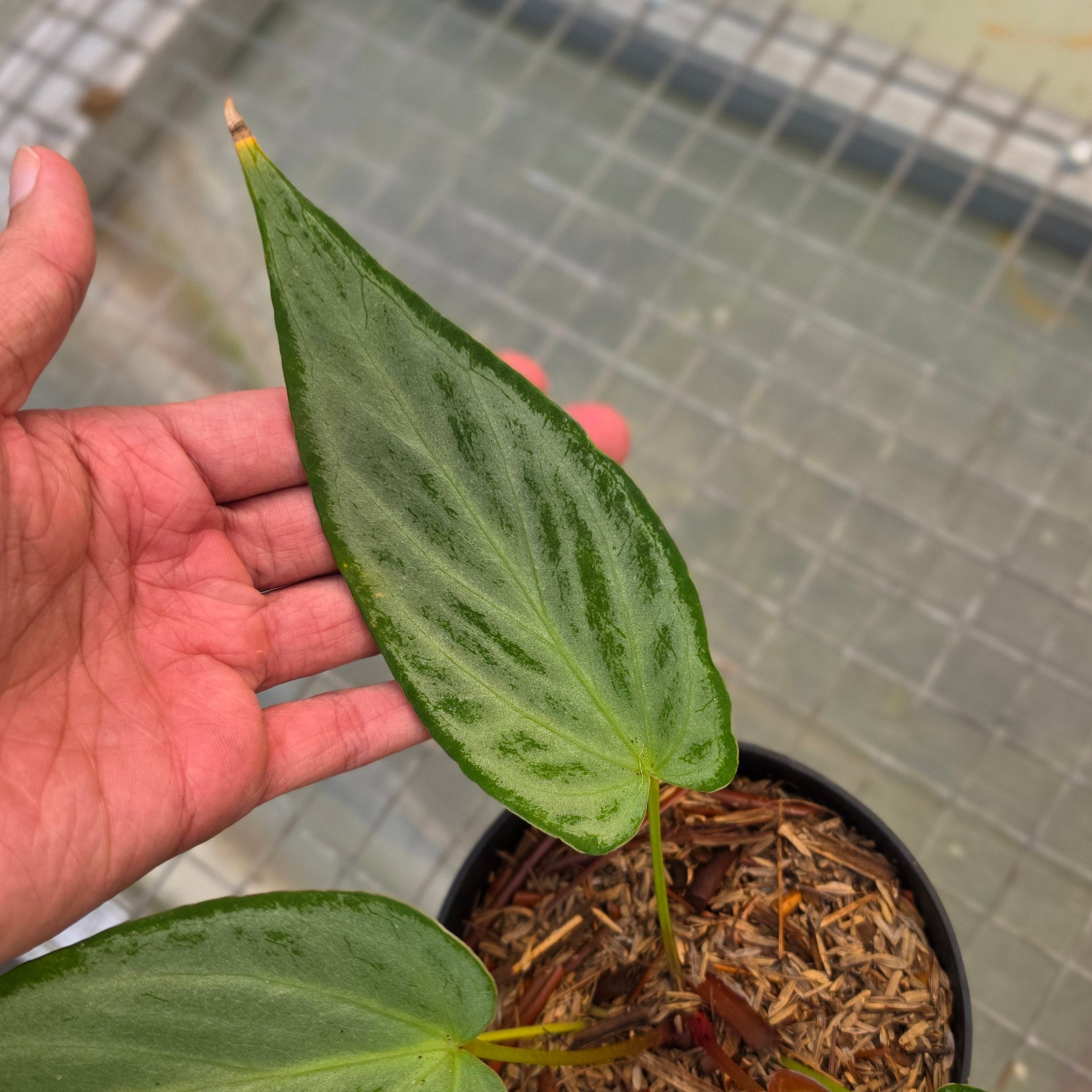 Anthurium silver chrome x warocqueanum