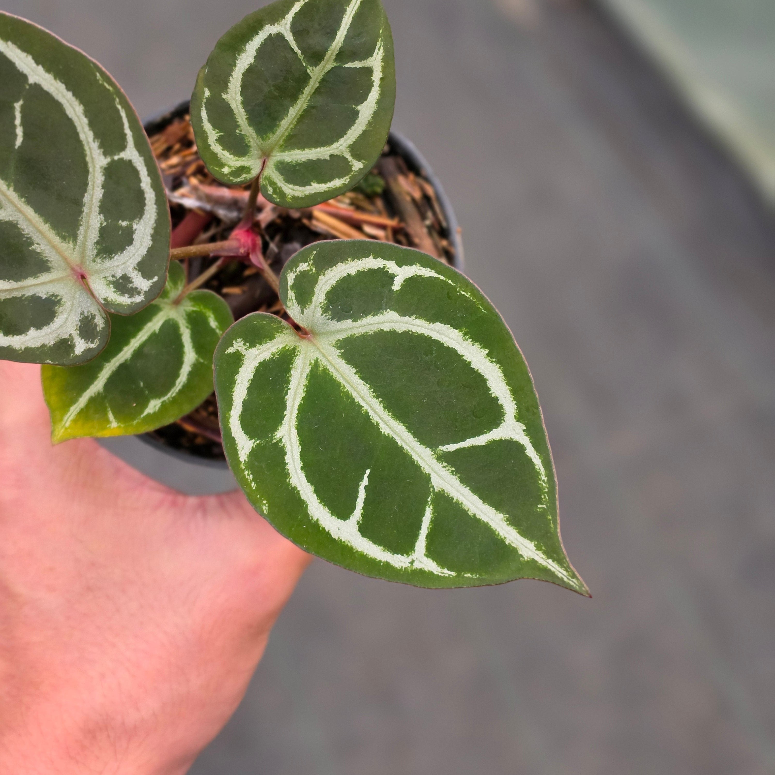 Anthurium KOS x Red crystallinum