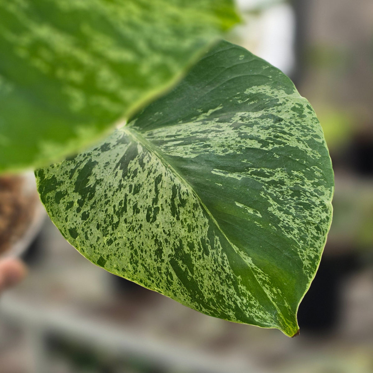 Monstera bulbasaur