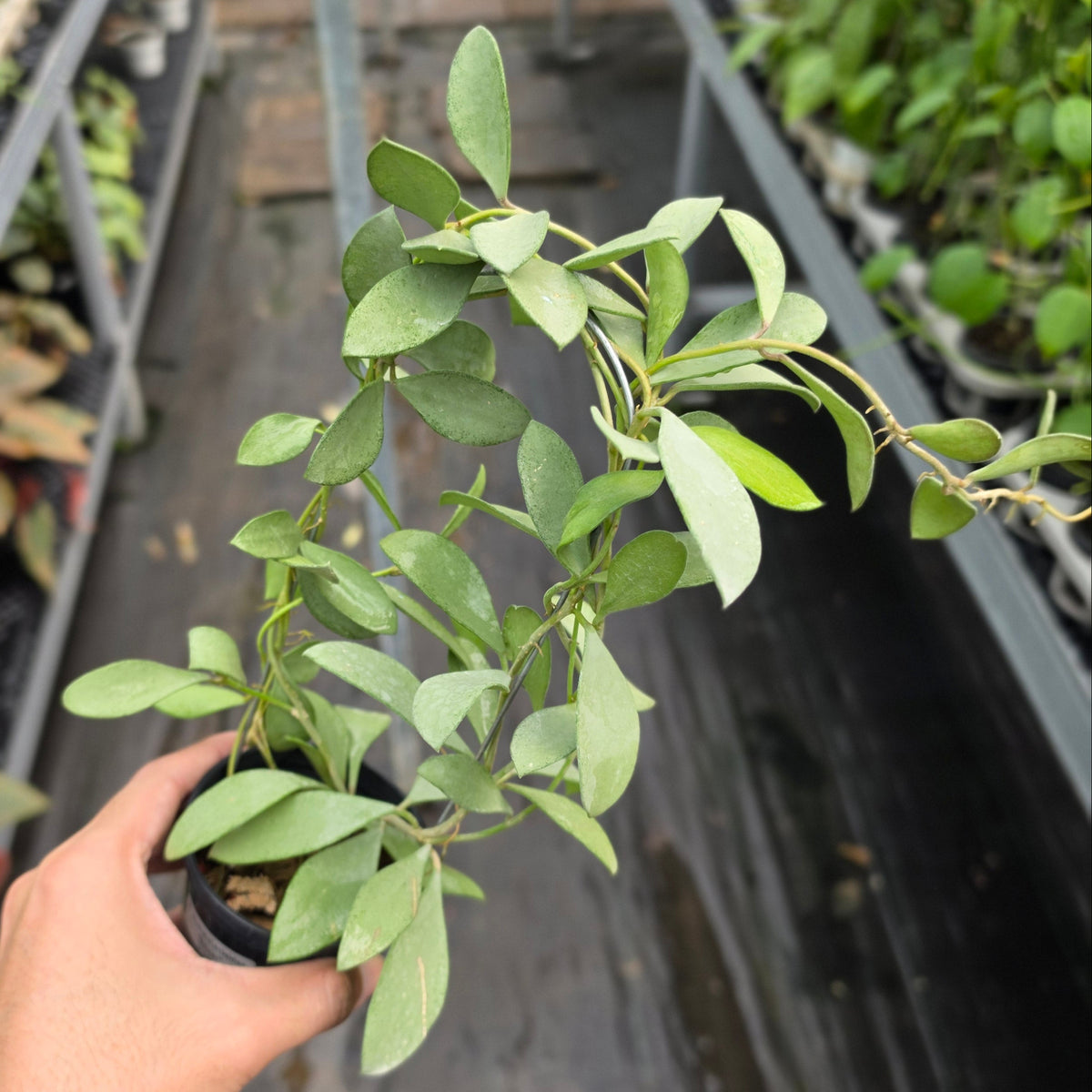 Hoya nummularioides ‘Silver’