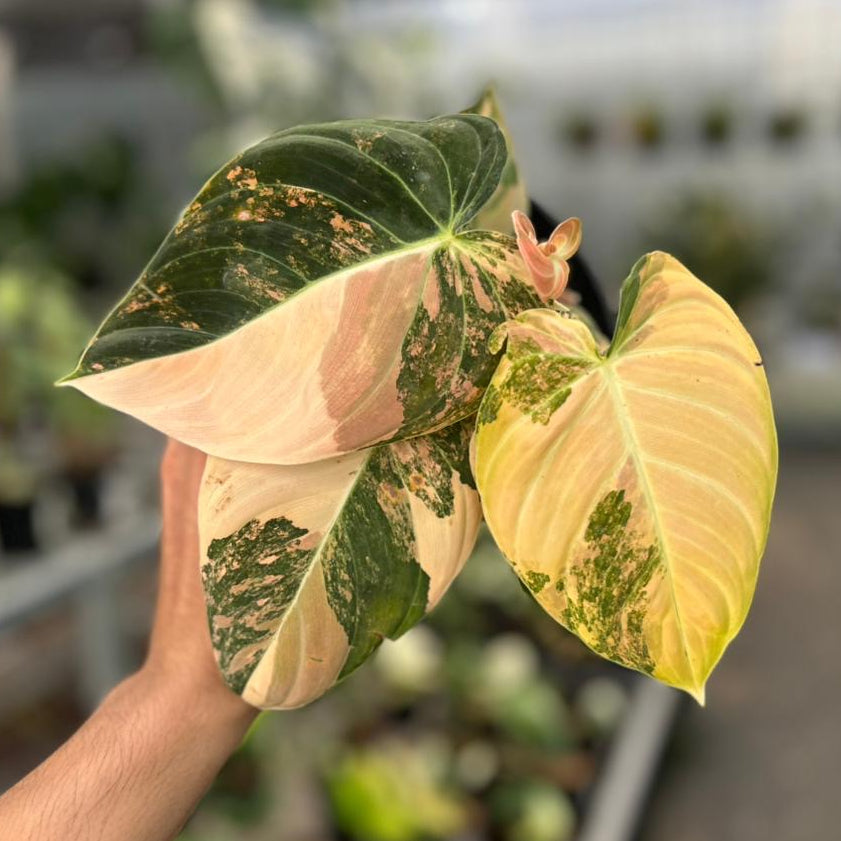 Philodendron melanochrysum orange variegated