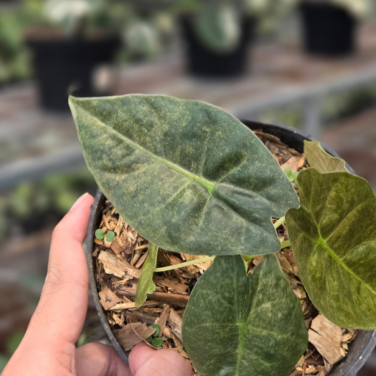 Alocasia golden bone variegated