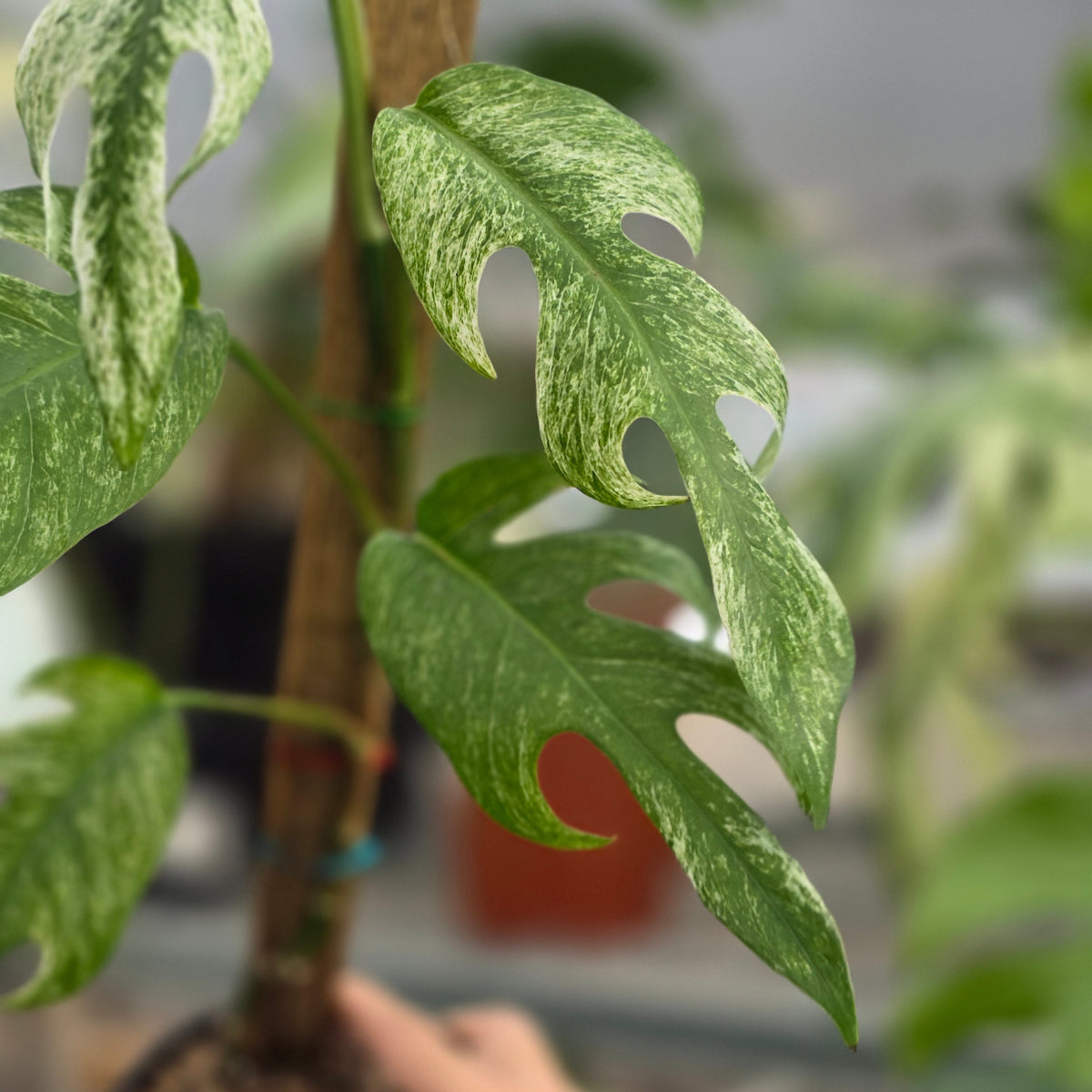 Epipremnum pinnatum white dagger - AM16-09