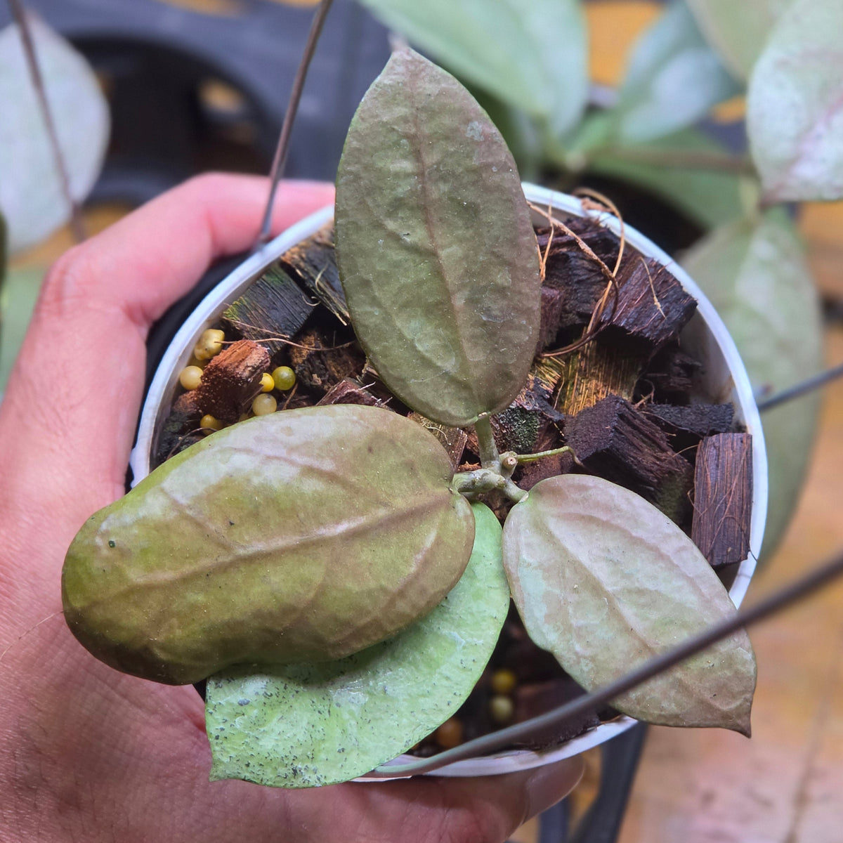 Hoya moon blush