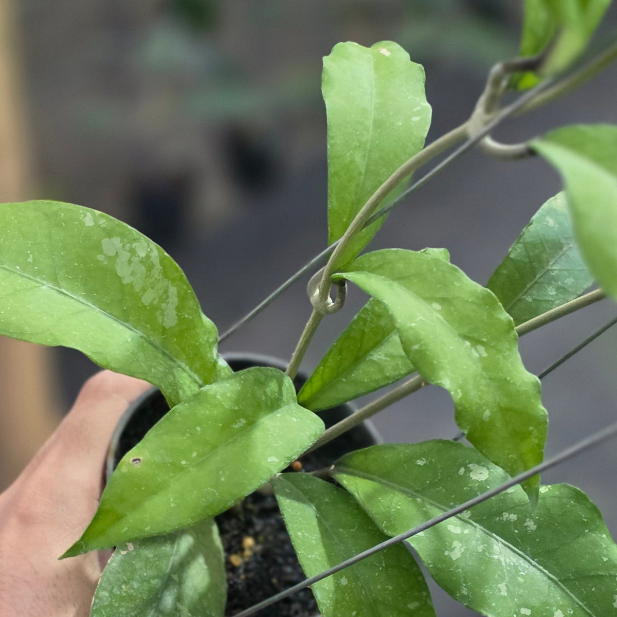 Hoya sp aceh 'unicorn'