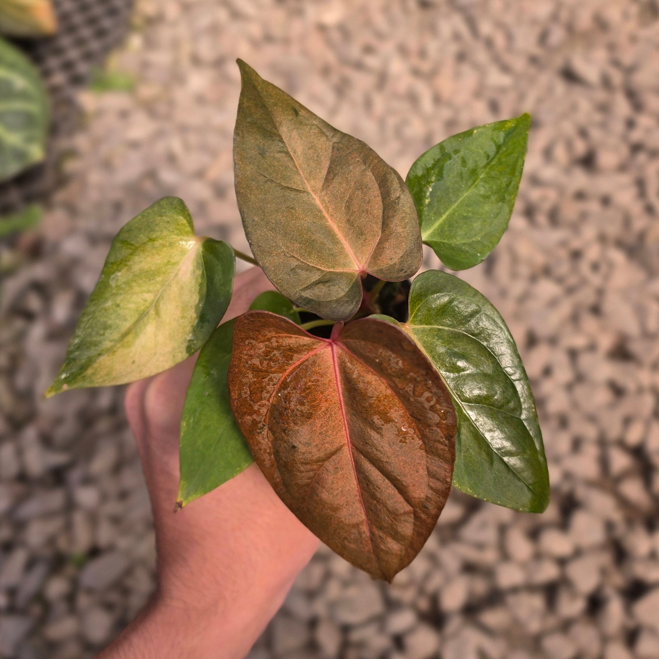Anthurium dark handsome x red velvet cake variegated