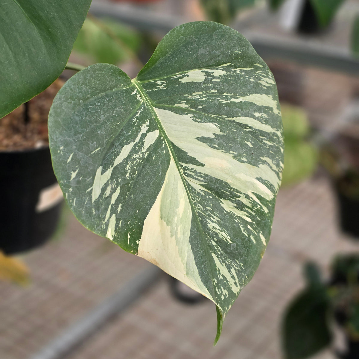 Monstera jungle mint noid - AM05-09