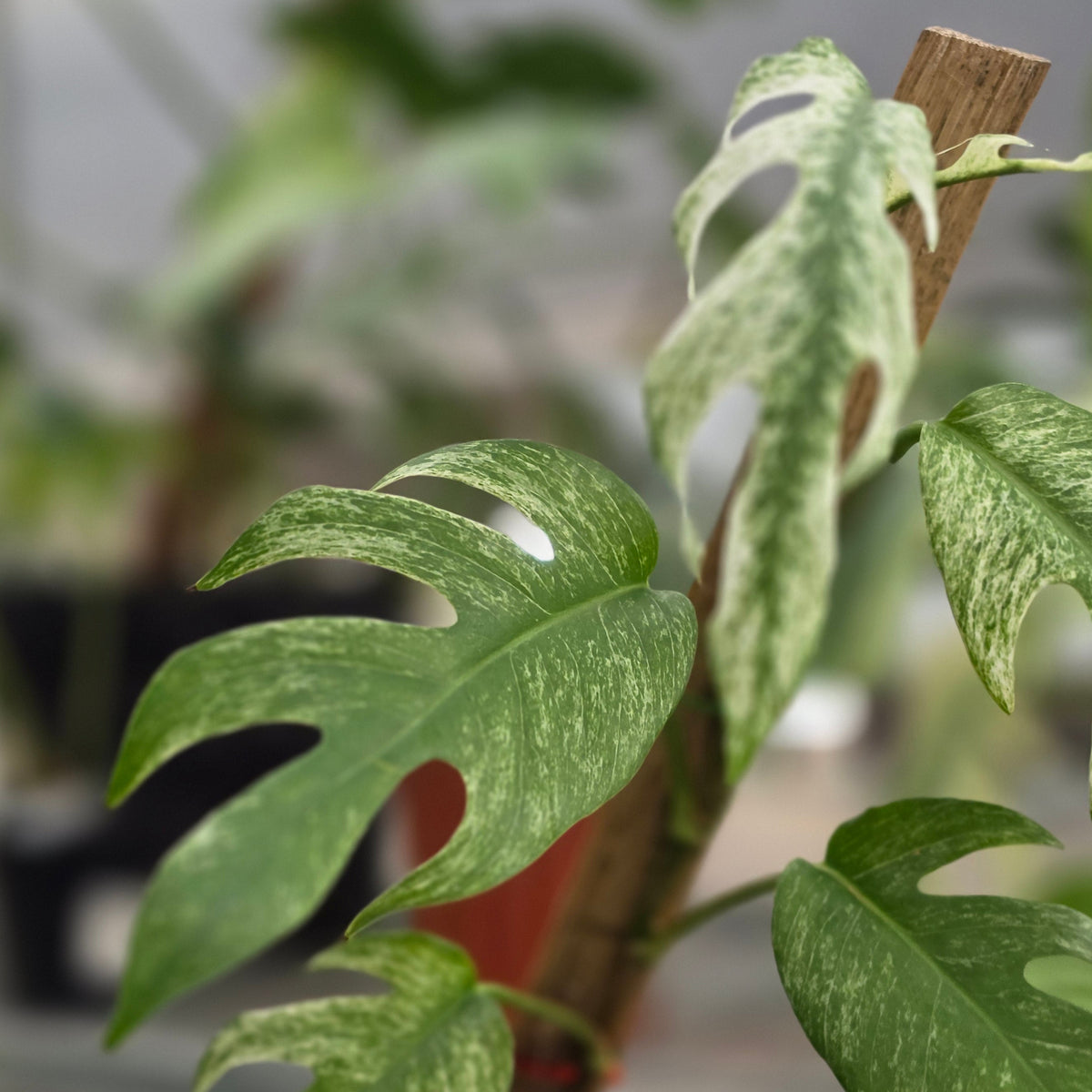 Epipremnum pinnatum white dagger - AM16-09