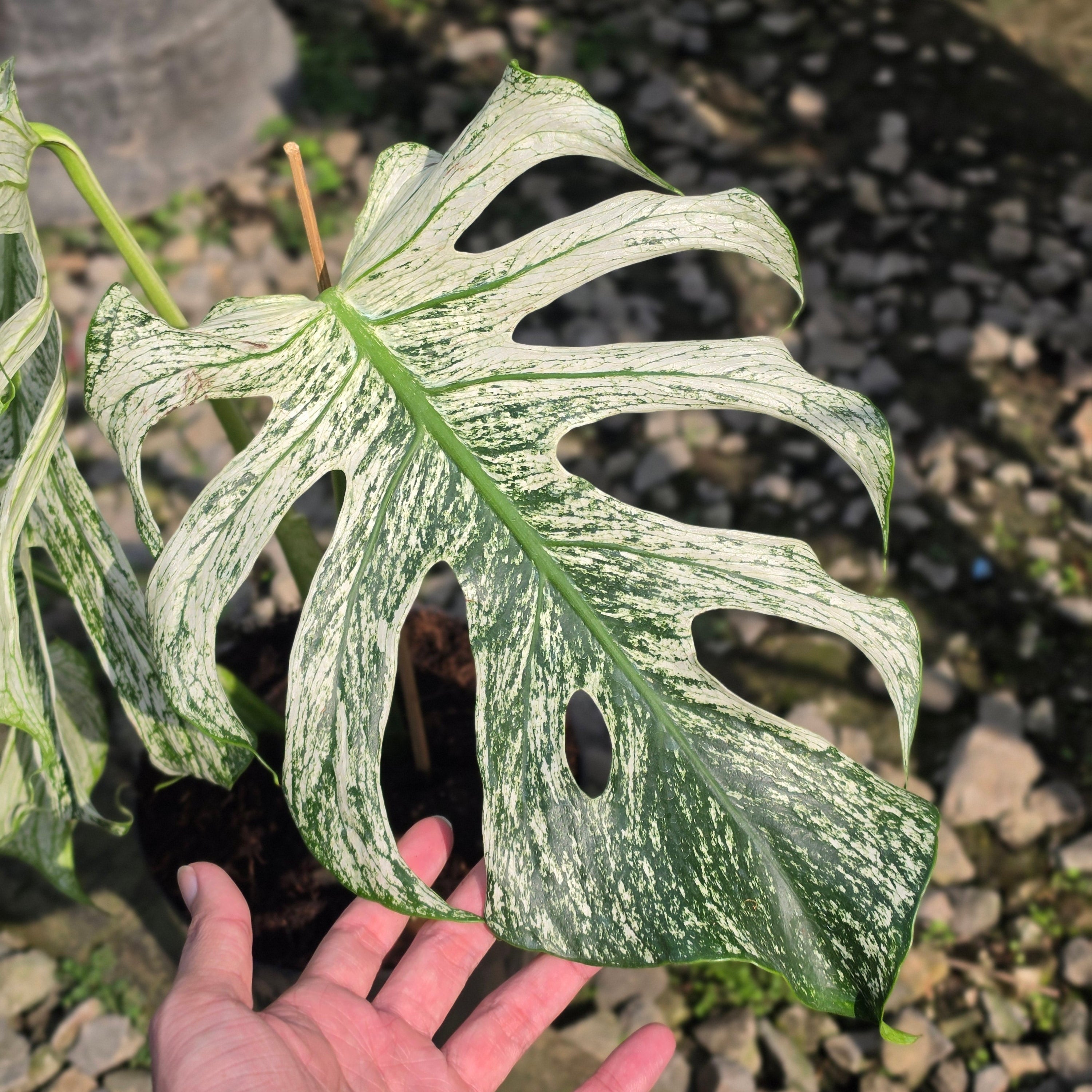Monstera devil monster - mature size