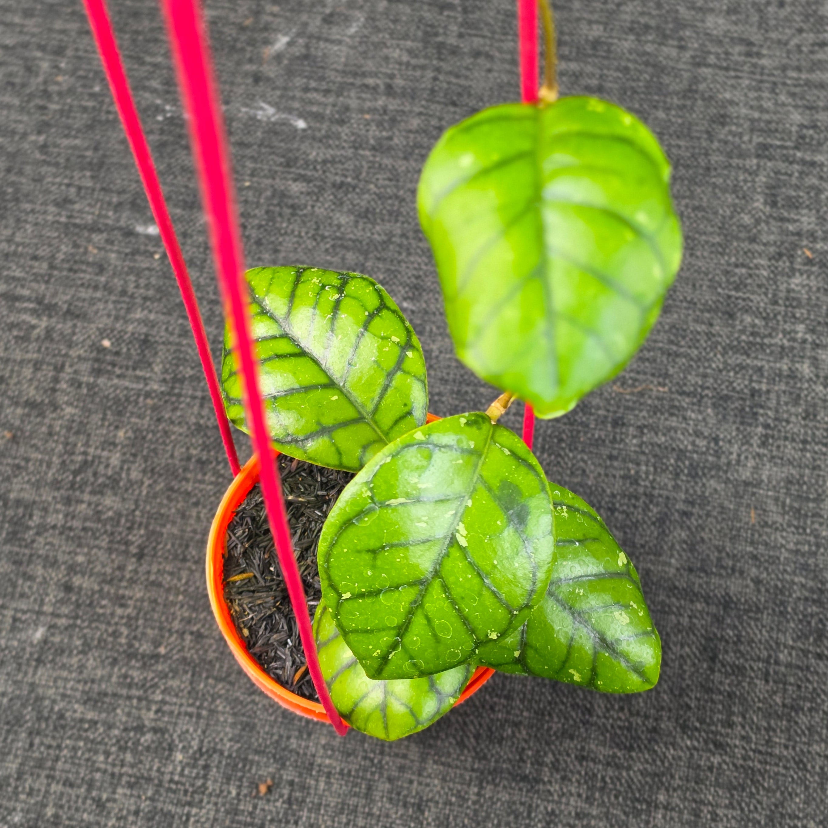 Hoya callistophylla 'Chibi'