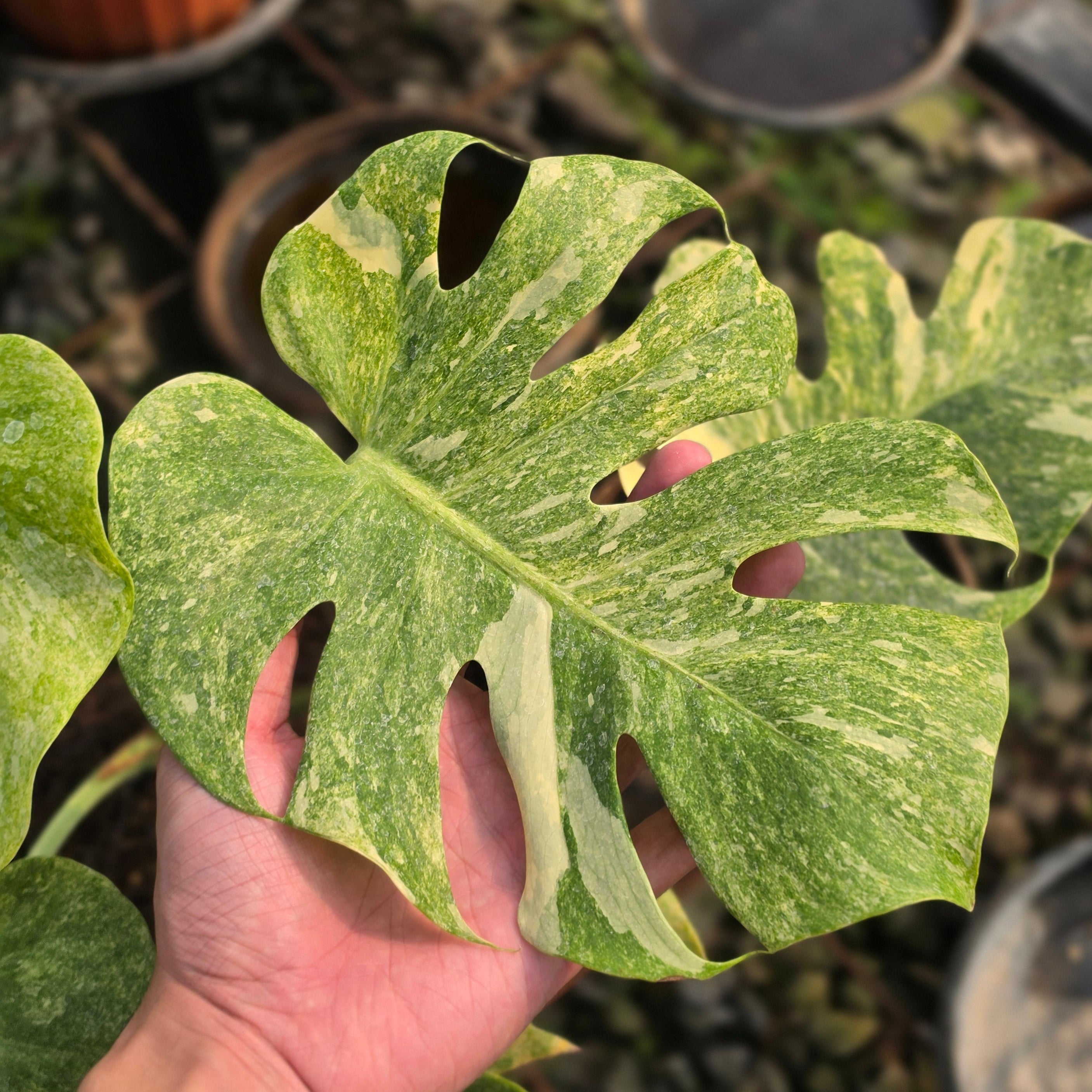 Monstera double platinum variegated - mature size