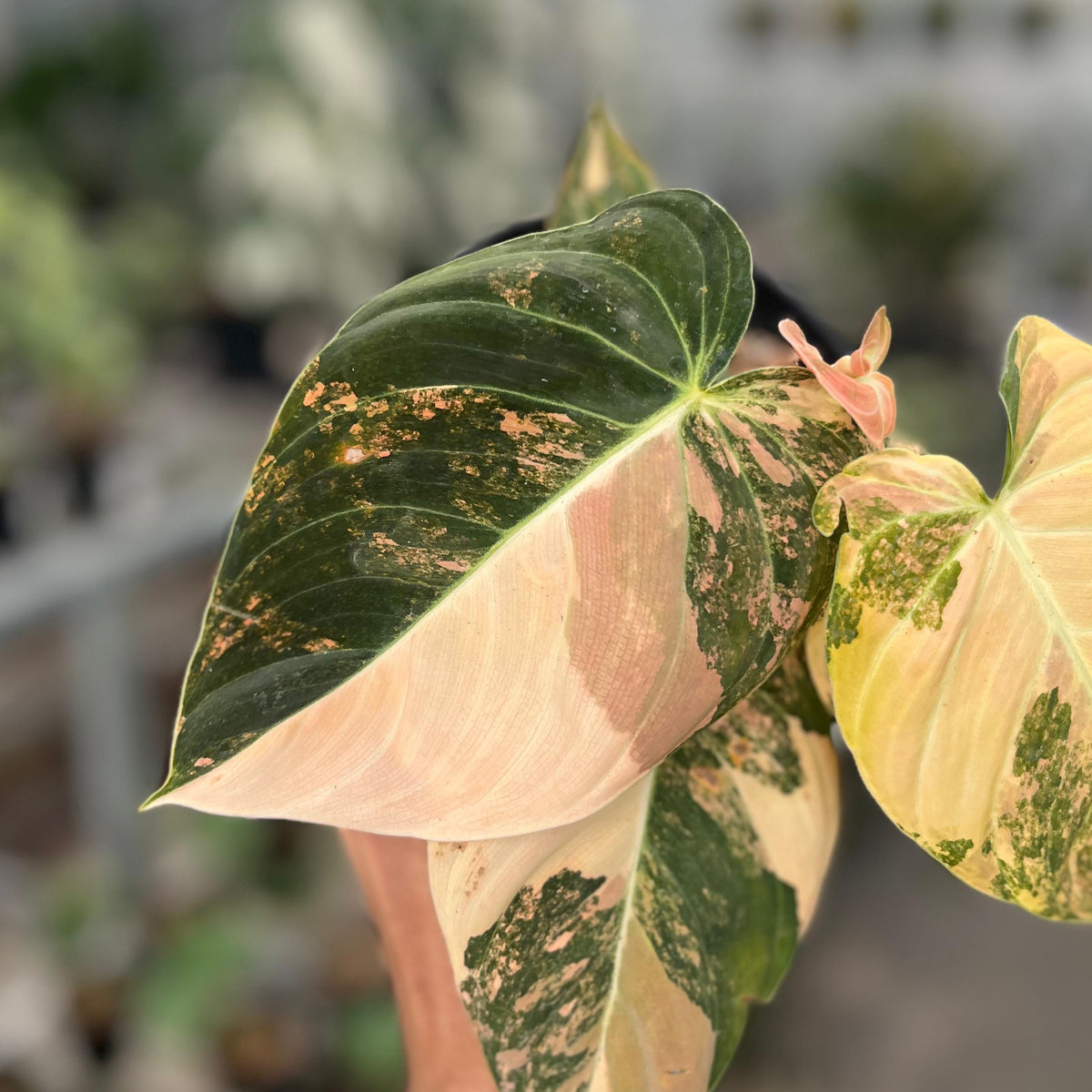 Philodendron melanochrysum orange variegated