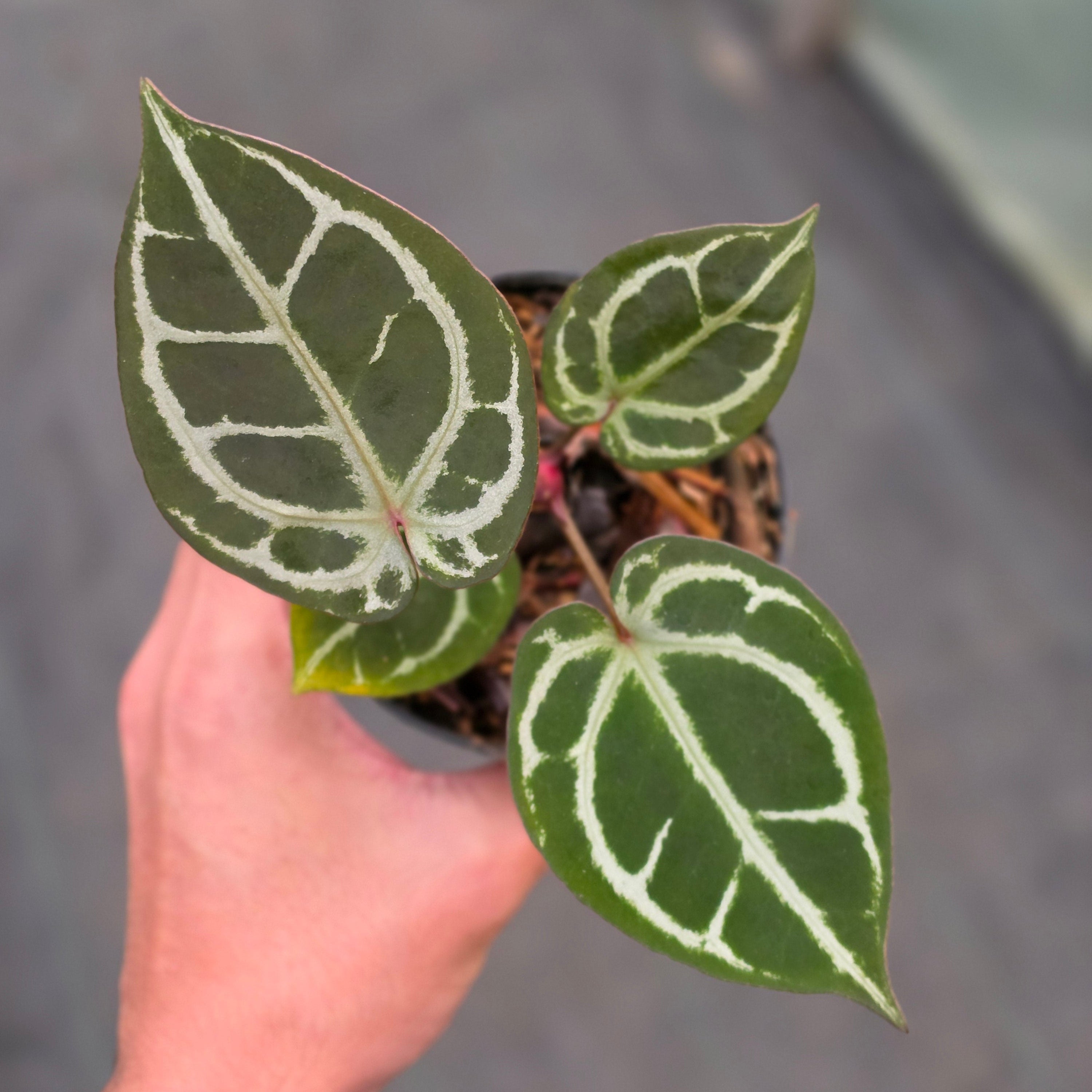 Anthurium KOS x Red crystallinum