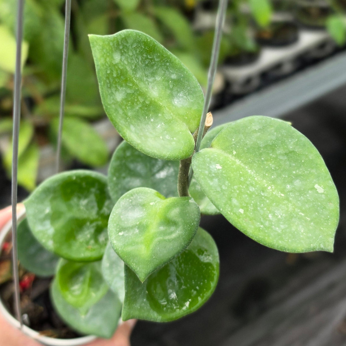 Hoya carnosa ‘Snowball’