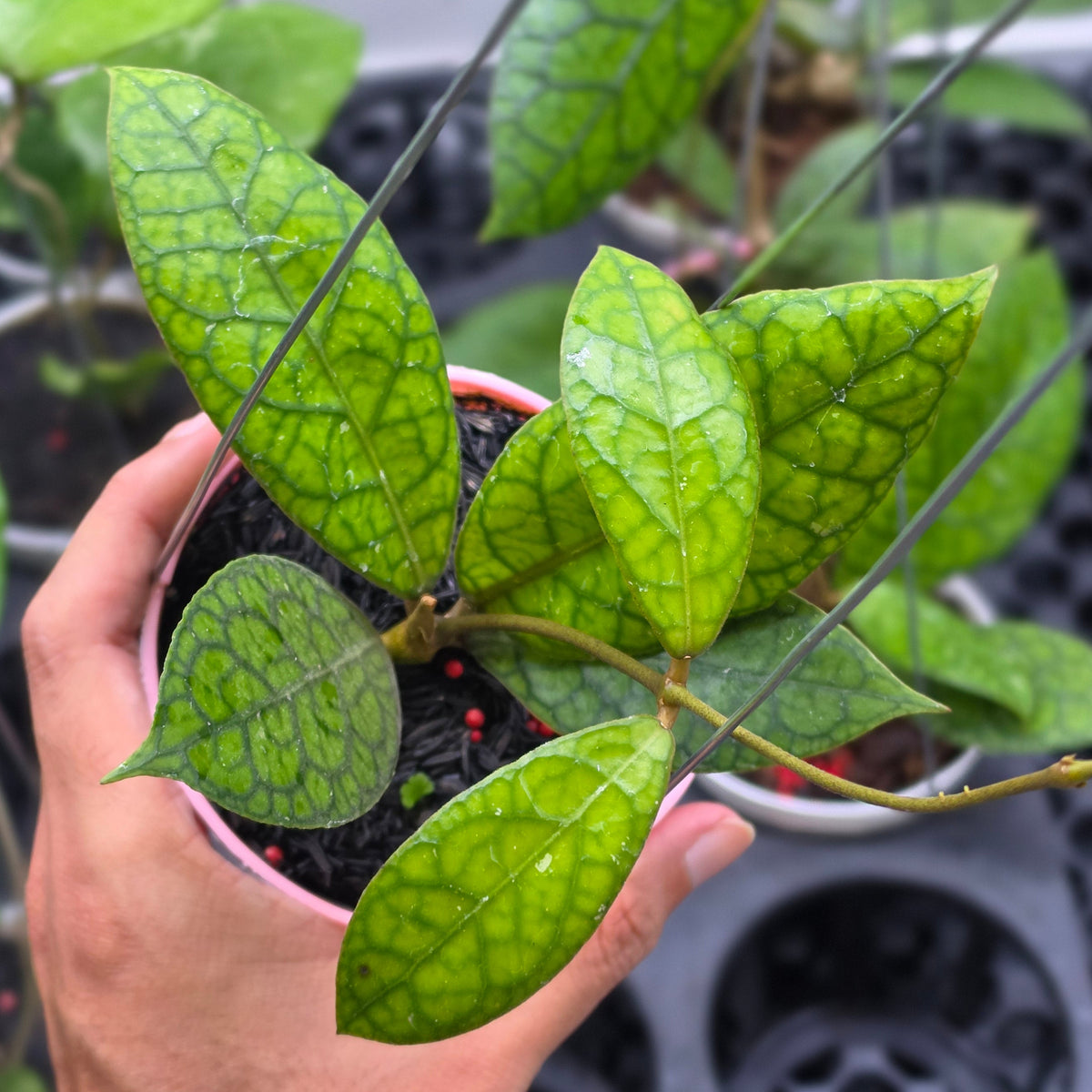 Hoya tortoise sp sumatra
