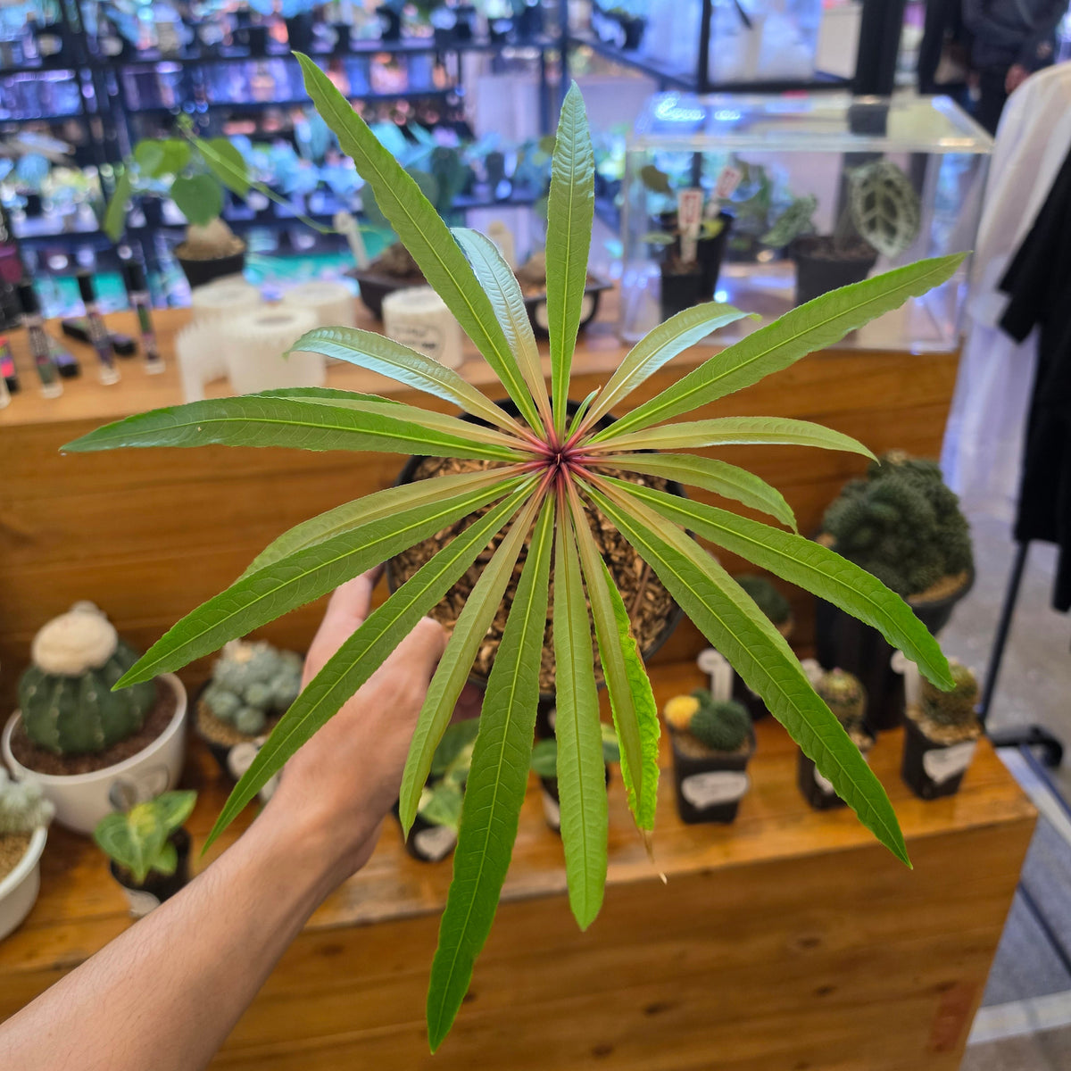 Barringtonia papuana