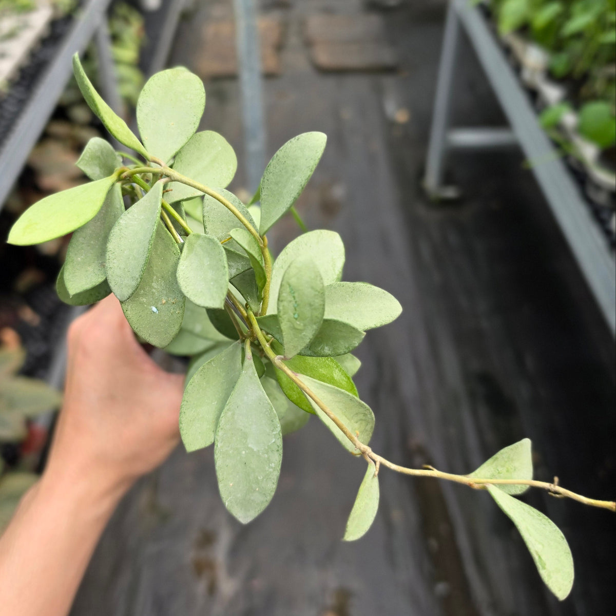 Hoya nummularioides ‘Silver’