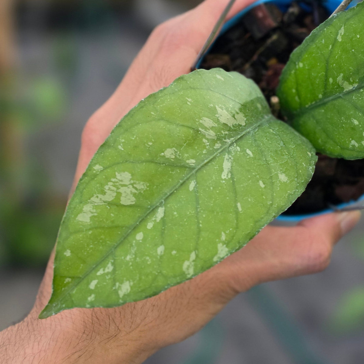 Hoya sp aceh green whisper